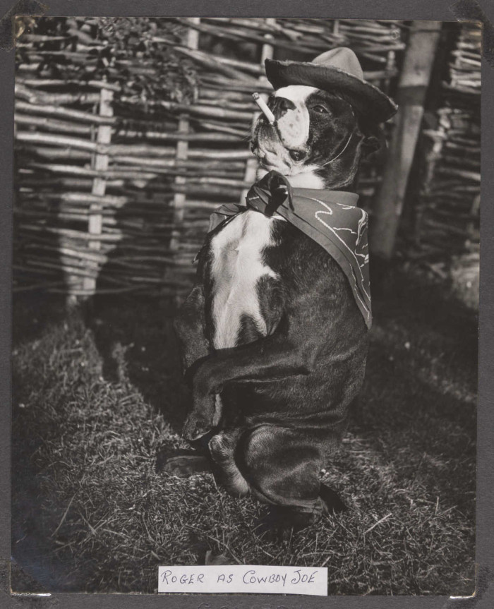 Dog dressed as a cowboy with a cigarette in its mouth with the words Roger as Cowboy Joe ref. D/EX2966