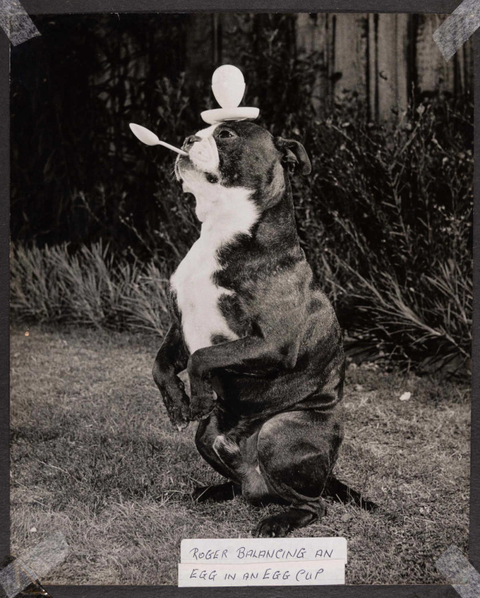 A dog balancing an egg on its head with a spoon in its mouth with the words Roger Balancing an egg in an egg cup ref. D/EX2966