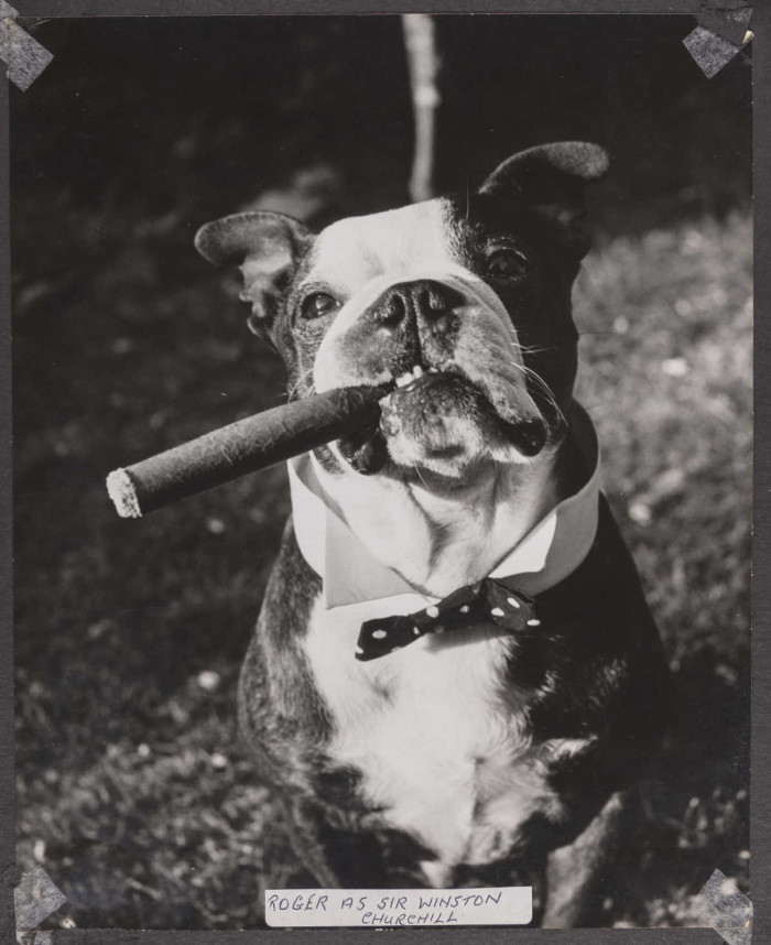 Dog in Winston Churchill impression with a cigar in its mouth with the words Roger as Sir Winston Churchill ref. D/EX2966