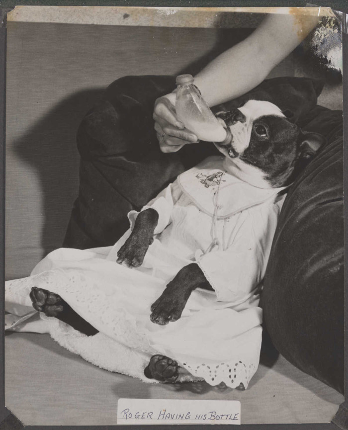 Dog dressed in baby clothes drinking milk from a bottle with the words Roger having his bottle ref. D/EX2966