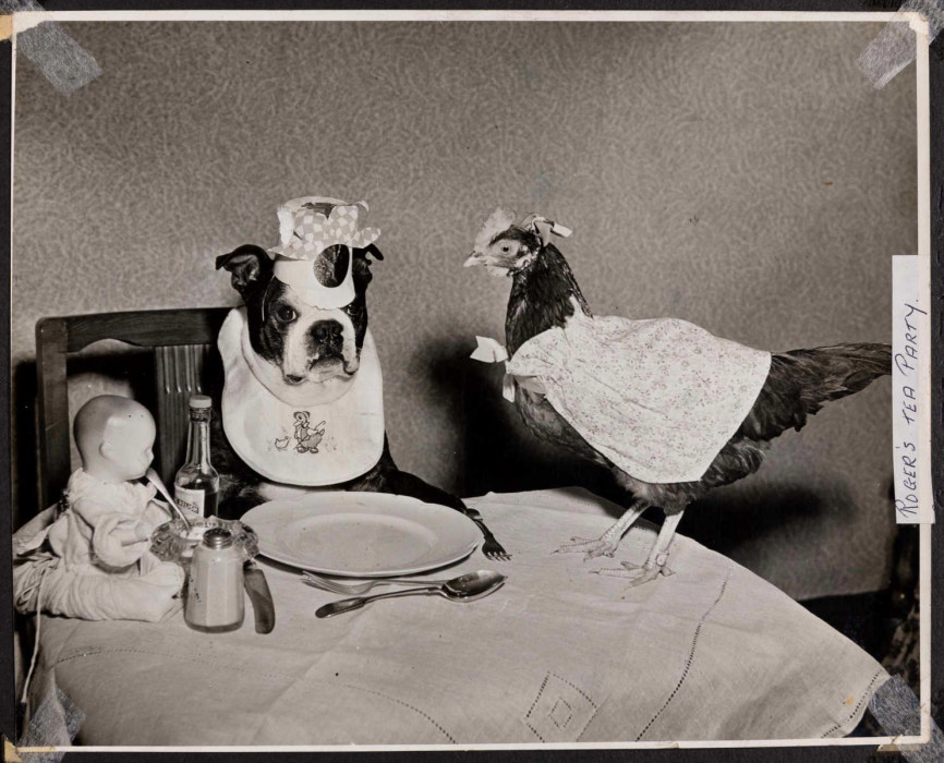 Dog sits at a table with a chicken and a baby doll with the words Roger's Tea Party with words Roger's tea party ref. D/EX2966